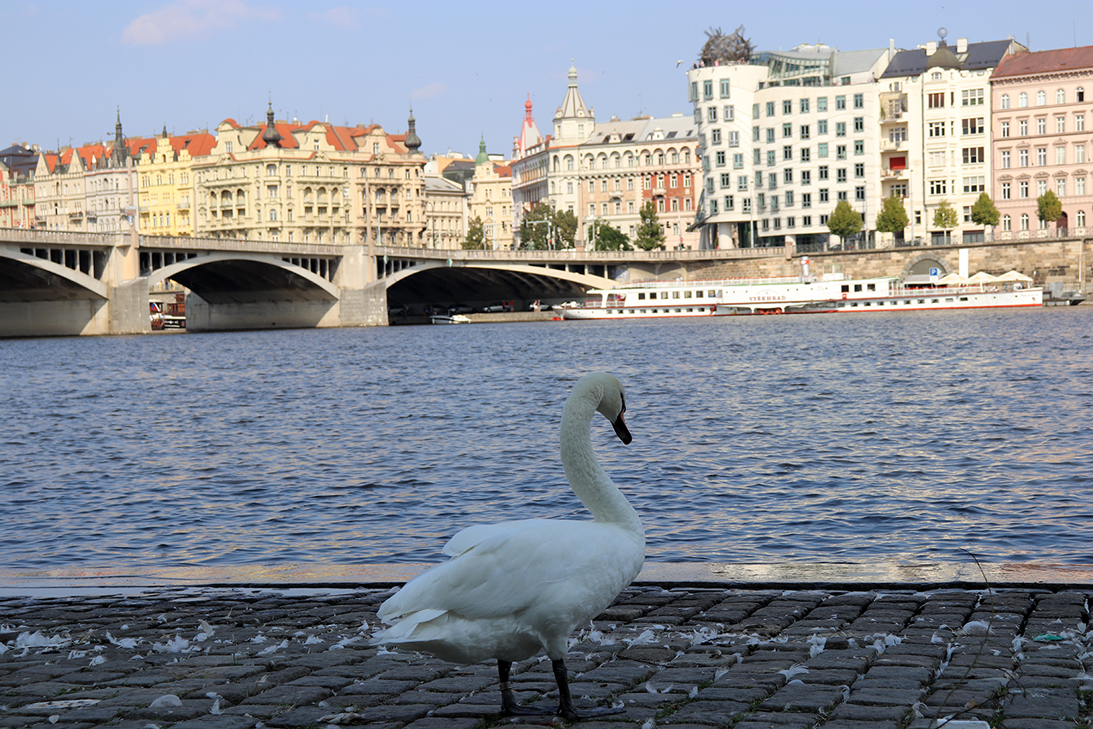 Praga-Prague-Praha-Travel-TravelPraha-MyStylosophy-KarlaVargas-TravelDiaries