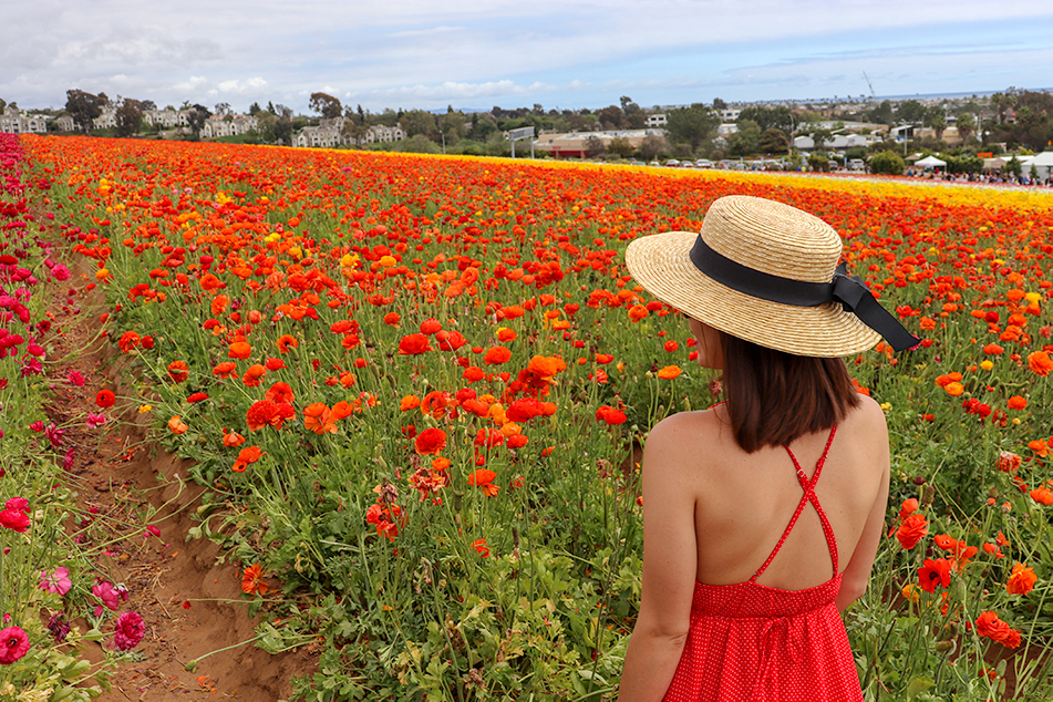 KarlaVargas-SanDiego-FlowerFields-RedDress-SummerDress-SummerStyle-PolkaDot-PolkaDotDress-PolkaDress-RedDress-Flowers-SanDiegoFlowerFields