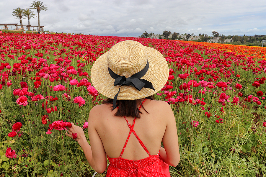 KarlaVargas-SanDiego-FlowerFields-RedDress-SummerDress-SummerStyle-PolkaDot-PolkaDotDress-PolkaDress-RedDress-Flowers-SanDiegoFlowerFields