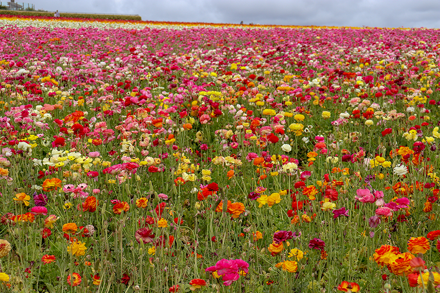 KarlaVargas-SanDiego-FlowerFields-RedDress-SummerDress-SummerStyle-PolkaDot-PolkaDotDress-PolkaDress-RedDress-Flowers-SanDiegoFlowerFields