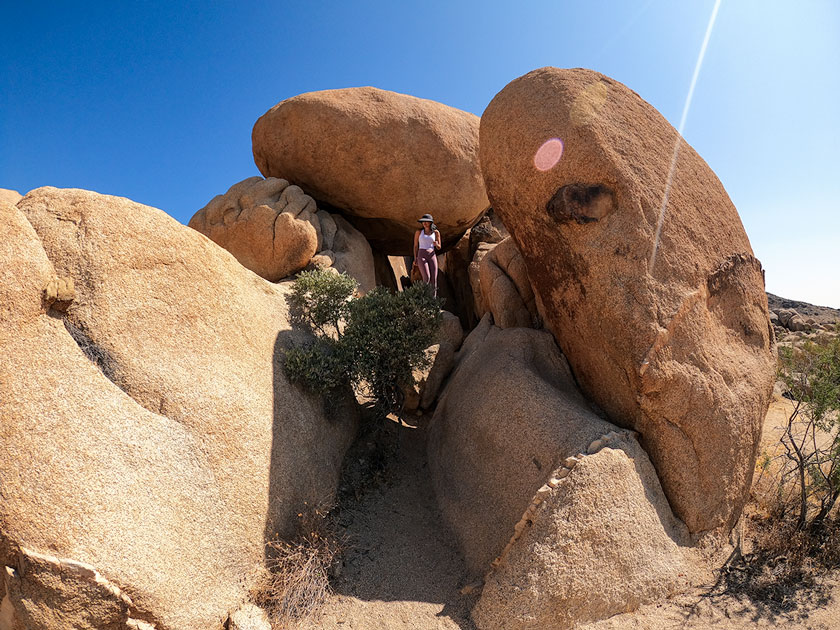 JOSHUA TREE,